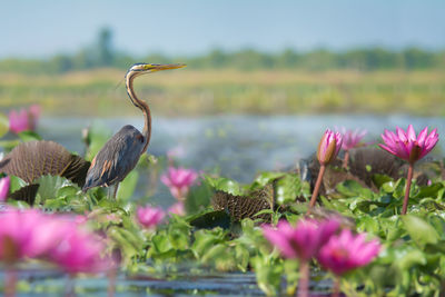 Close-up of bird perching on pink flowers