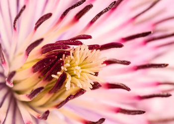 Macro shot of yellow flower