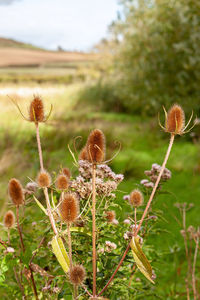 Close-up of flowering plant on field