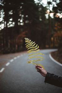 Person holding leaf against trees