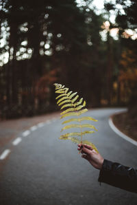 Cropped hand holding ferns on road