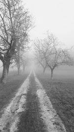 Bare trees on landscape against sky