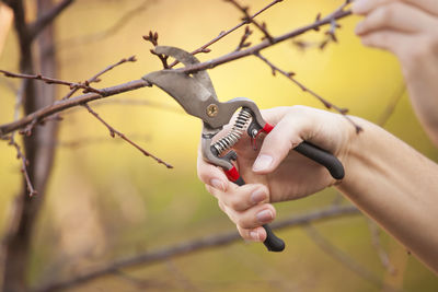 Cropped hands cutting branches with pliers