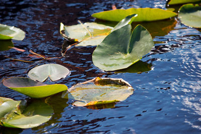 High angle view of leaves in pond