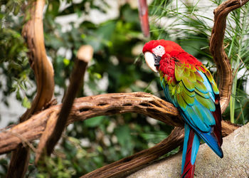 Close-up of parrot perching on branch