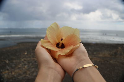 Close-up of hand holding yellow flower on beach