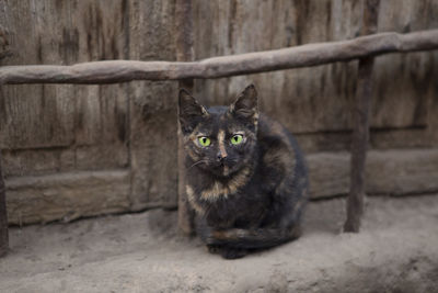 Portrait of black cat sitting on fence