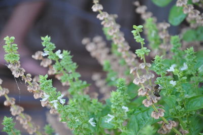 Close-up of white flowering plant