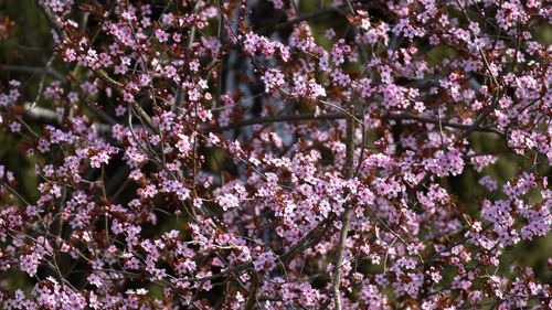 Close-up of pink cherry blossoms in spring