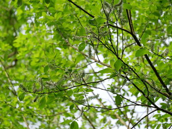 Low angle view of tree branch in forest