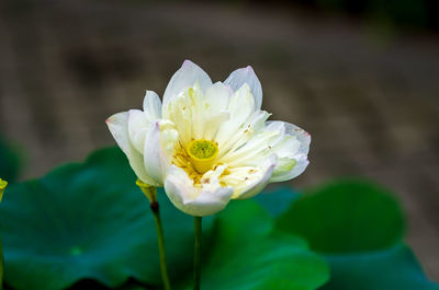 Close-up of white flower