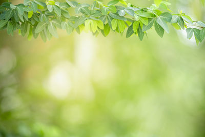 Close-up of fresh green leaves