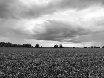 Scenic view of agricultural field against sky