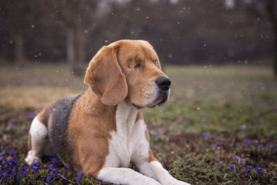 Dog looking away on field