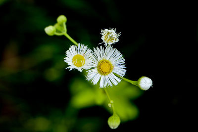 Close-up of white flowers