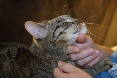 Close-up of hand holding cat