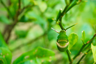 Close-up of snake on plant