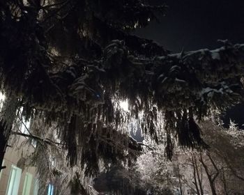 Low angle view of trees against sky at night