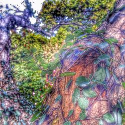 Close-up of tree trunk
