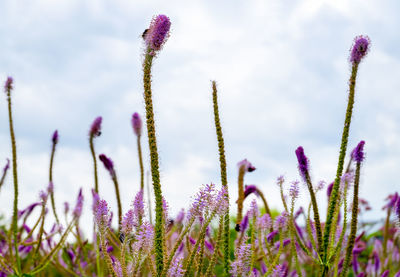 Close-up of veronica longifolia meadow medicinal plant. nature, environment concept. 