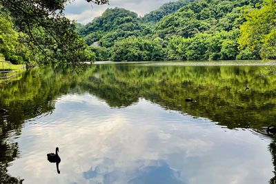 reflection