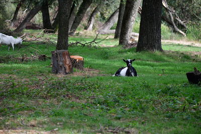 View of birds on field