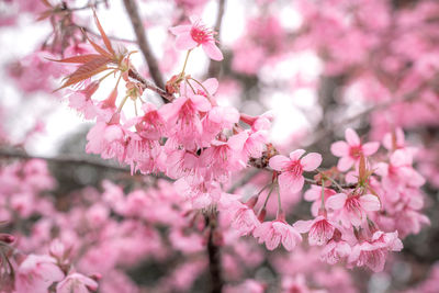 Close-up of pink cherry blossom