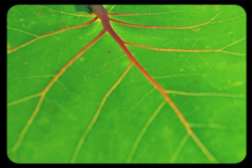 transfer print, leaf, auto post production filter, green color, leaf vein, close-up, growth, nature, natural pattern, full frame, backgrounds, plant, beauty in nature, leaves, green, day, no people, outdoors, freshness, high angle view