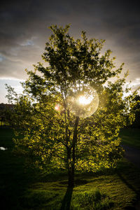 Sun shining through tree