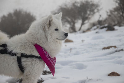 The beautiful american eskimo dog was happy during falling the snow in jordan