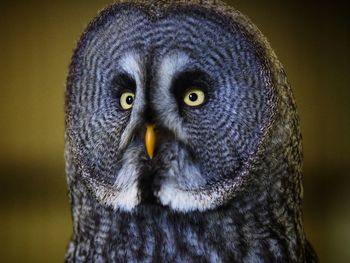 Close-up portrait of owl