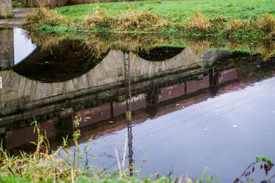 Reflection of trees in puddle