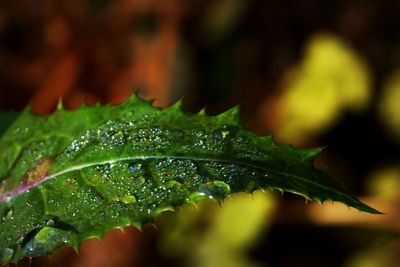 Close-up of wet plant during rainy season