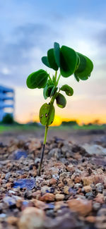 Close-up of plant growing on land against sky