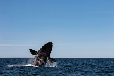 Big wale in valdez peninsula 