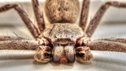 Extreme close-up of arachnid