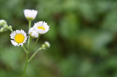 Close-up of white daisy flower