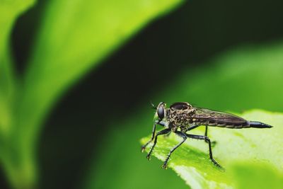 Close-up of fly on leaf