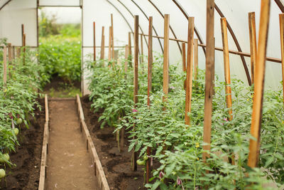 Plants in greenhouse