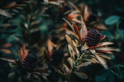 Close-up of pine cones on dry leaves