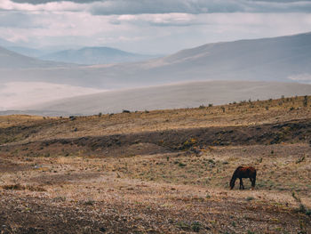 Horses in a field