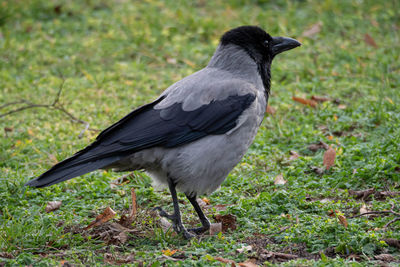 Close-up of a bird on field