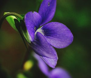 Close-up of purple flowering plant