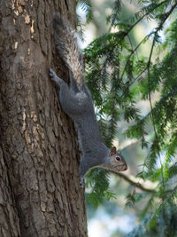 Low angle view of squirrel on tree