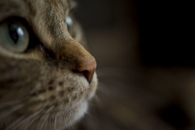 Close-up portrait of cat