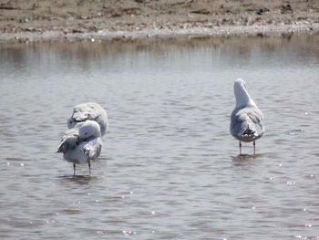 Seagull on a lake