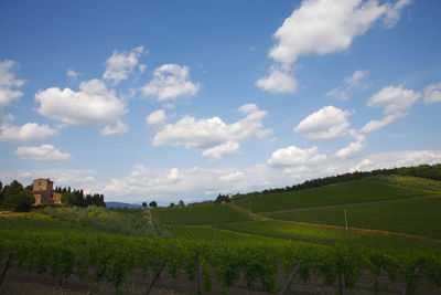 Scenic view of agricultural field against sky