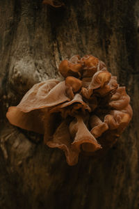 Close-up of dried plant on wood