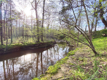 Stream flowing through trees in forest