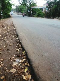 Road along trees